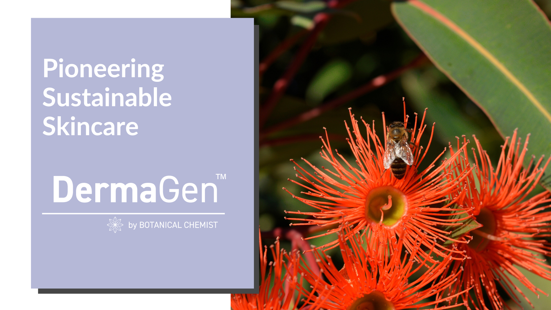 Pioneering Sustainable Skincare: Powered by Australian Manuka Oil & Co ...