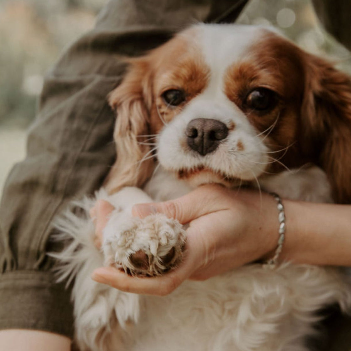 Person holding a small dog with a ball in an outdoor setting