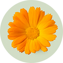 Calendula