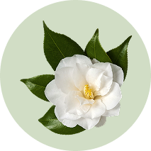 Camellia Oil