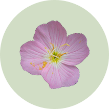 Evening Primrose Oil