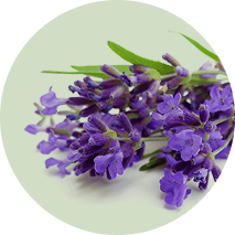Lavender Oil