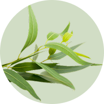 Lemon-scented Eucalyptus Oil
