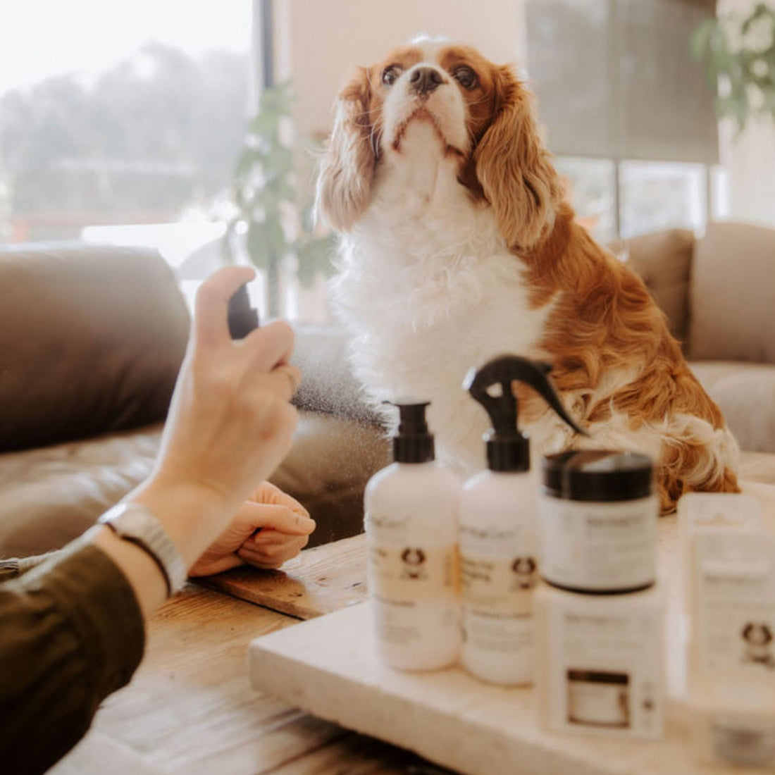 Dog sitting on a couch next to pet care products with a person&