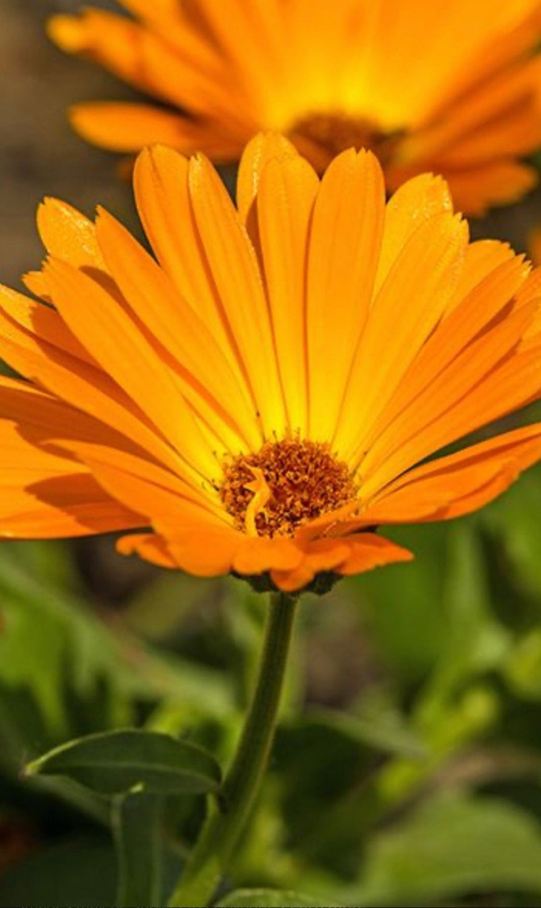 Botanical Chemist Lotion & Moisturizer Calendula & Immortelle Soothing Balm (with Arnica)