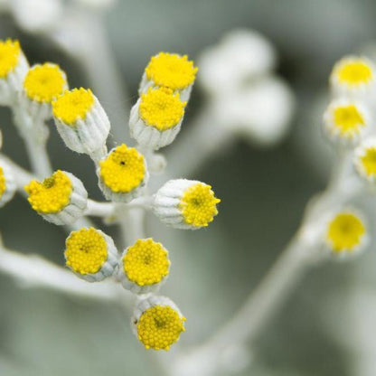 Botanical Chemist Serum Serum: Immortelle Oil